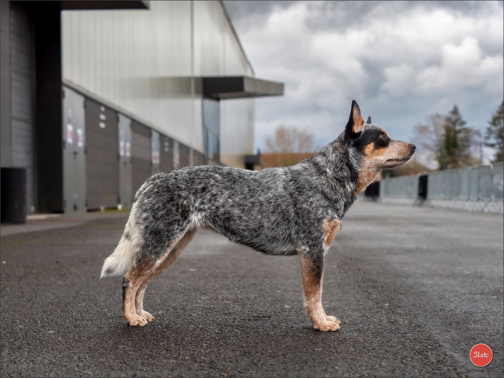 CH. Under a million lights Of Willandra Lakes - 1er Excellent - RCACS (Classe Intermédiaire)