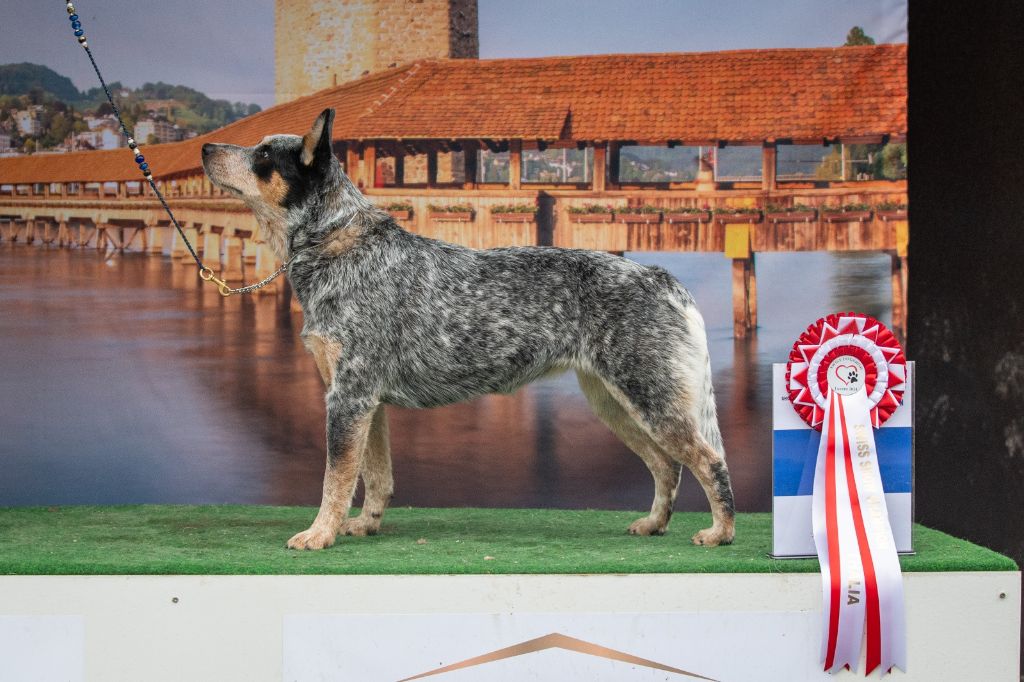 CH. Under a million lights Of Willandra Lakes - 1er Excellent - CAC - CACIB - Meilleur de Sexe Opposé (Classe Intermédiaire)