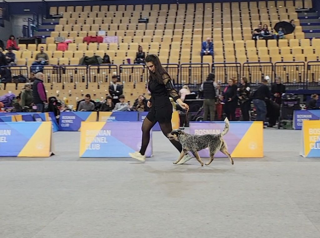 CH. Under a million lights Of Willandra Lakes - 1er Excellent - CACJ - Meilleur de Sexe Opposé (Classe Jeune)