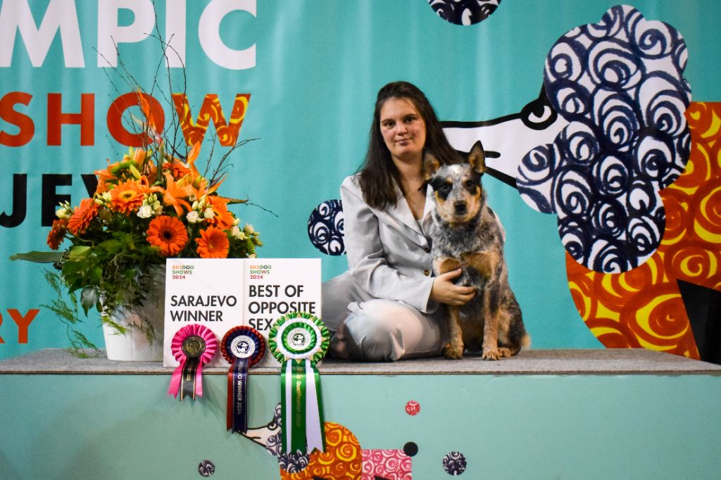 CH. Under a million lights Of Willandra Lakes - 1er Excellent - CACJ - CACIBJ - Meilleur de Sexe Opposé (Classe Jeune)