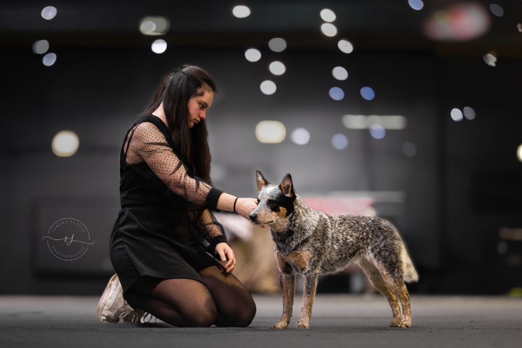 CH. Under a million lights Of Willandra Lakes - 1er Excellent - CACIBJ (Classe Jeune)