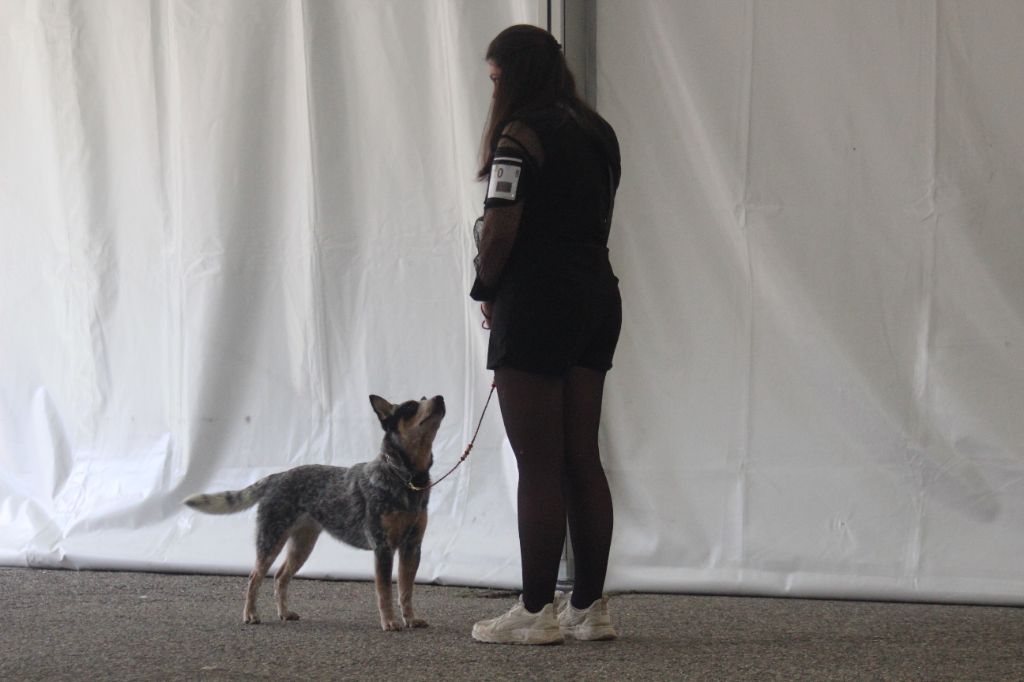 CH. Under a million lights Of Willandra Lakes - 2ème Excellent (Classe Jeune)