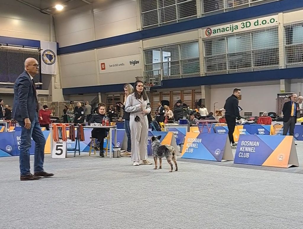 CH. Under a million lights Of Willandra Lakes - 1er Excellent - CACJ - Meilleur de Sexe Opposé (Classe Jeune)