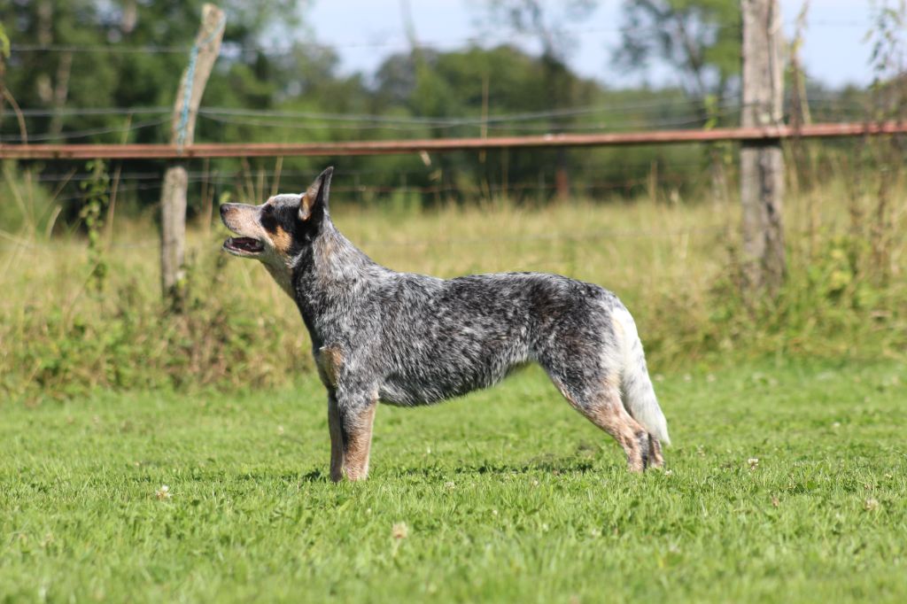 CH. Under a million lights Of Willandra Lakes - 1er Excellent - RCACS (Classe Intermédiaire)