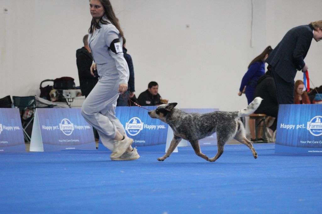 CH. Under a million lights Of Willandra Lakes - Excellent (Classe Jeune)