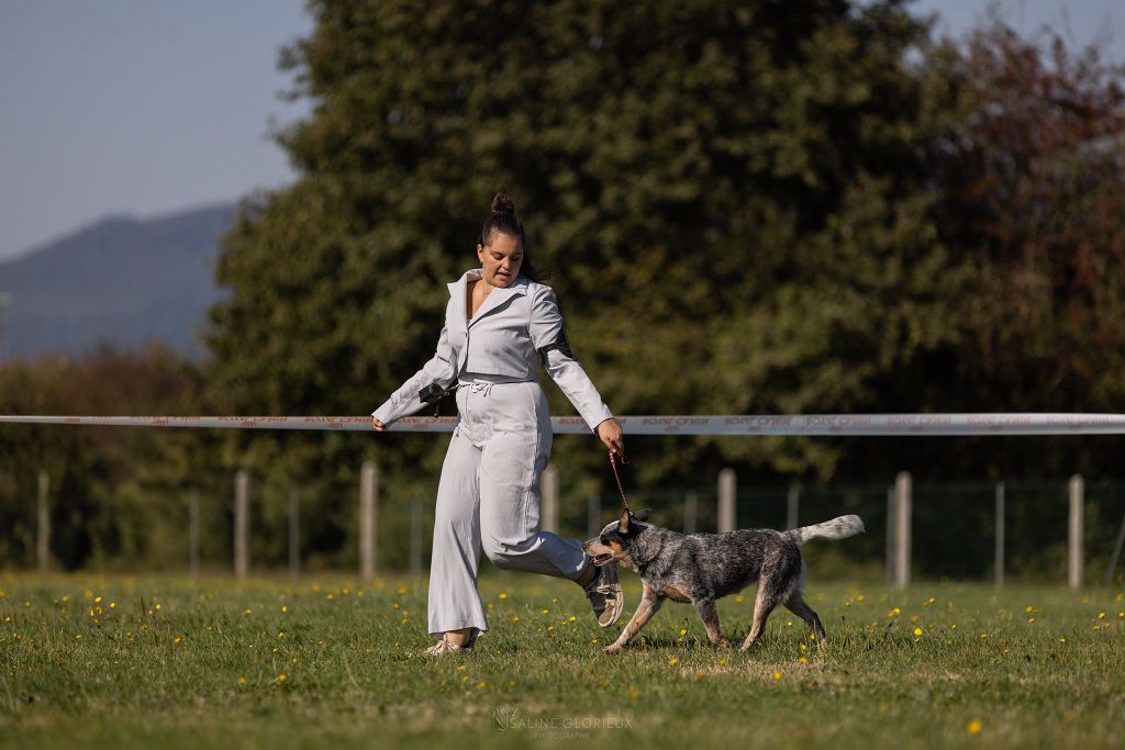 CH. Under a million lights Of Willandra Lakes - 3ème Excellent /6 (Classe Intermédiaire)