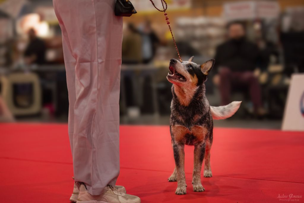 CH. Under a million lights Of Willandra Lakes - 2ème Très Prometteur (Classe Puppy)