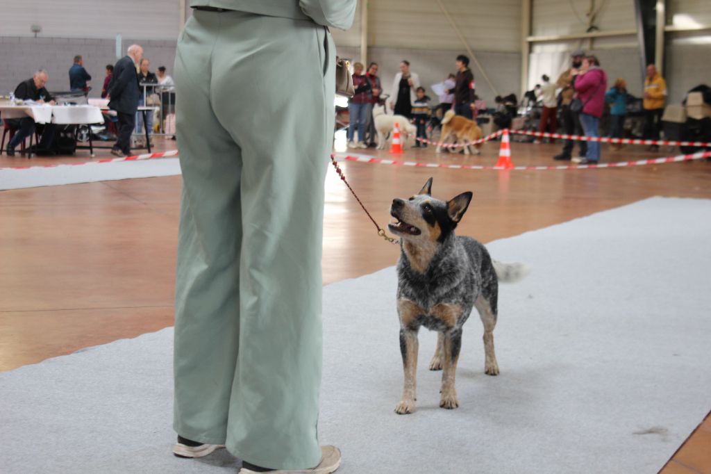 CH. Under a million lights Of Willandra Lakes - 1er Excellent - CACS - Meilleur de Race (Classe Intermédiaire)