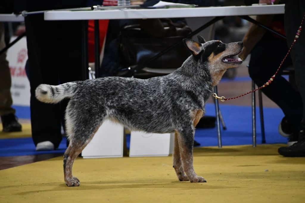 CH. Under a million lights Of Willandra Lakes - 2ème Excellent (Classe Jeune)