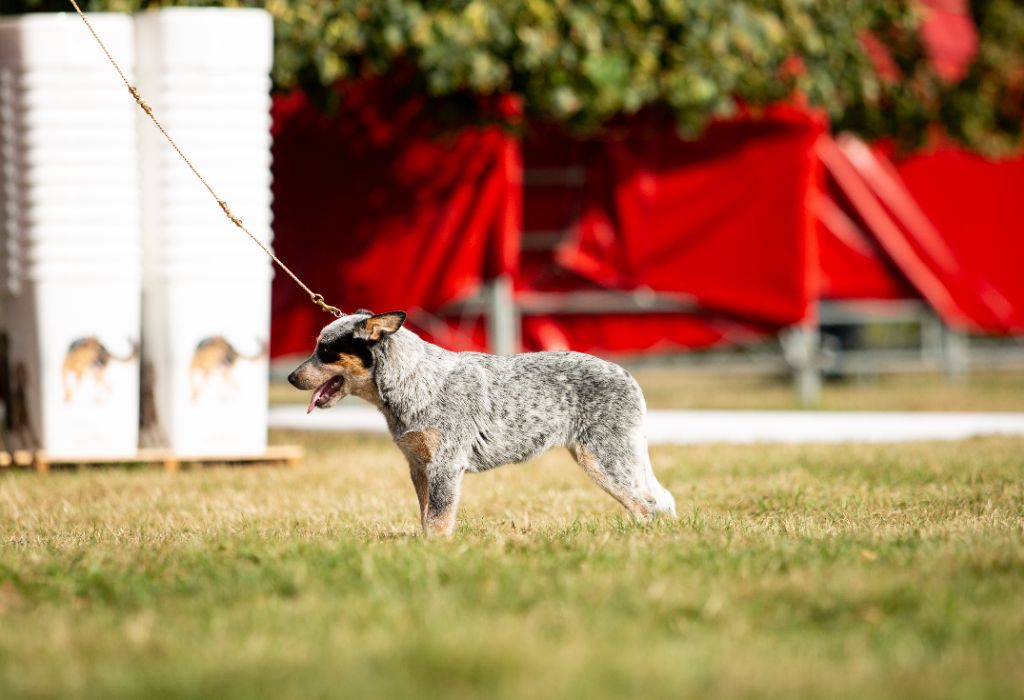 CH. Under a million lights Of Willandra Lakes - 1er Très Prometteur (Classe Baby)