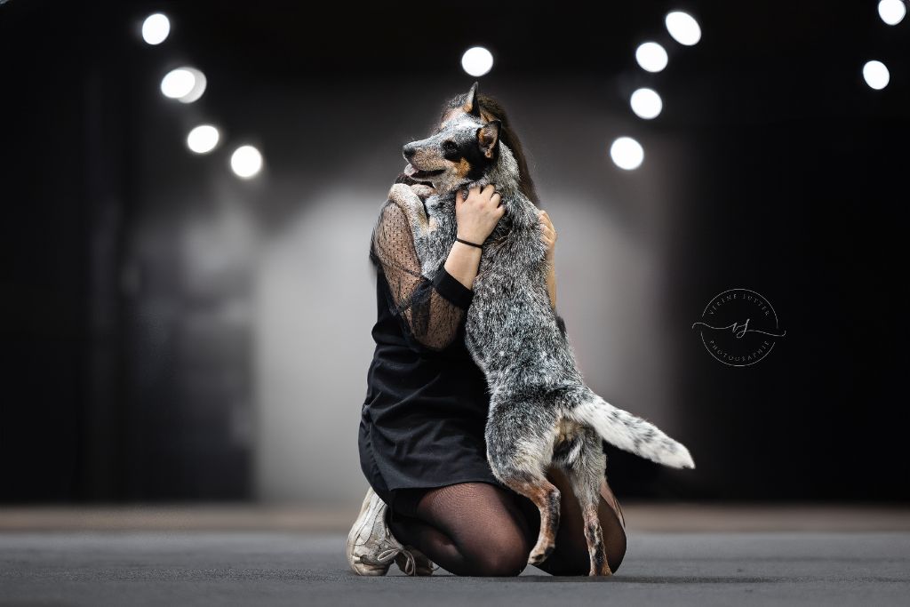 CH. Under a million lights Of Willandra Lakes - 1er Excellent - CACIBJ (Classe Jeune)