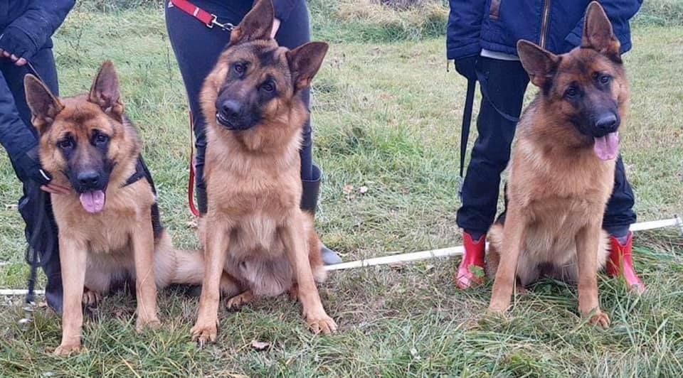 Accueil Elevage Charles Abraham eleveur de chiens Berger allemand