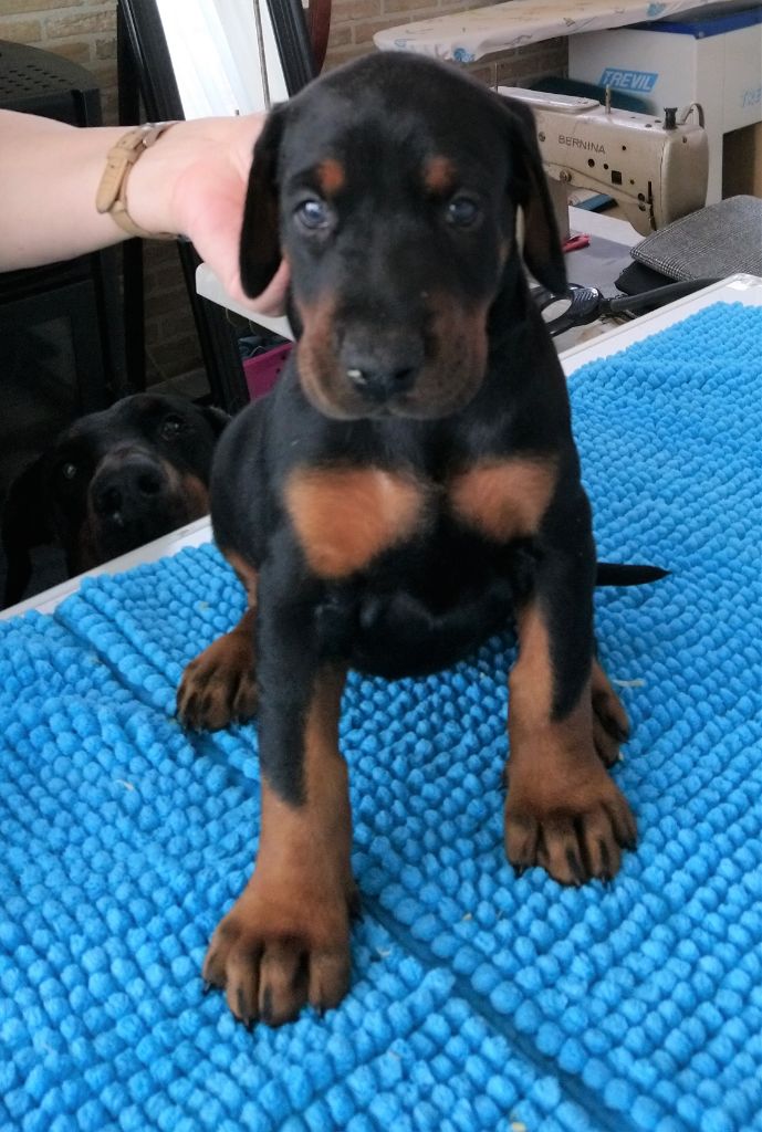 Chiot Dobermann, mâle disponible en HautsdeFrance, 59