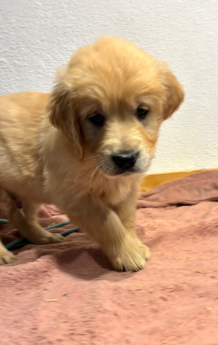 Parents entierement Testé