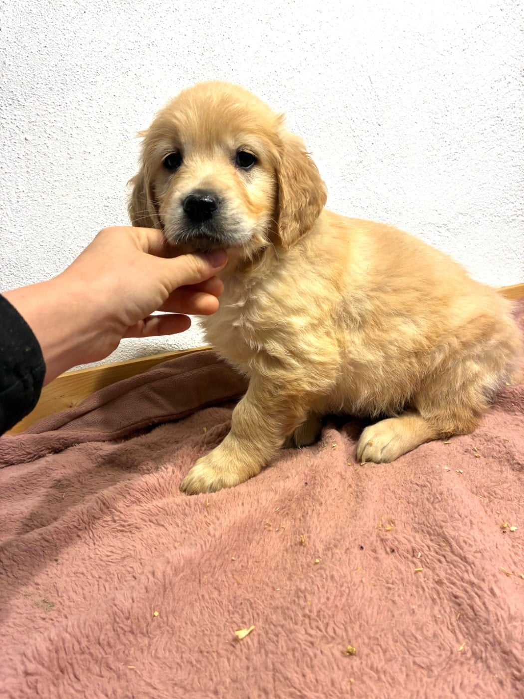 Parents entierement Testé