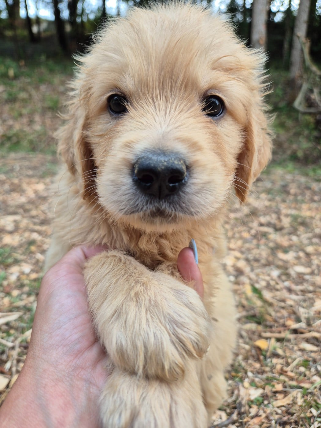 Golden Retriever - du Domaine de Demeter