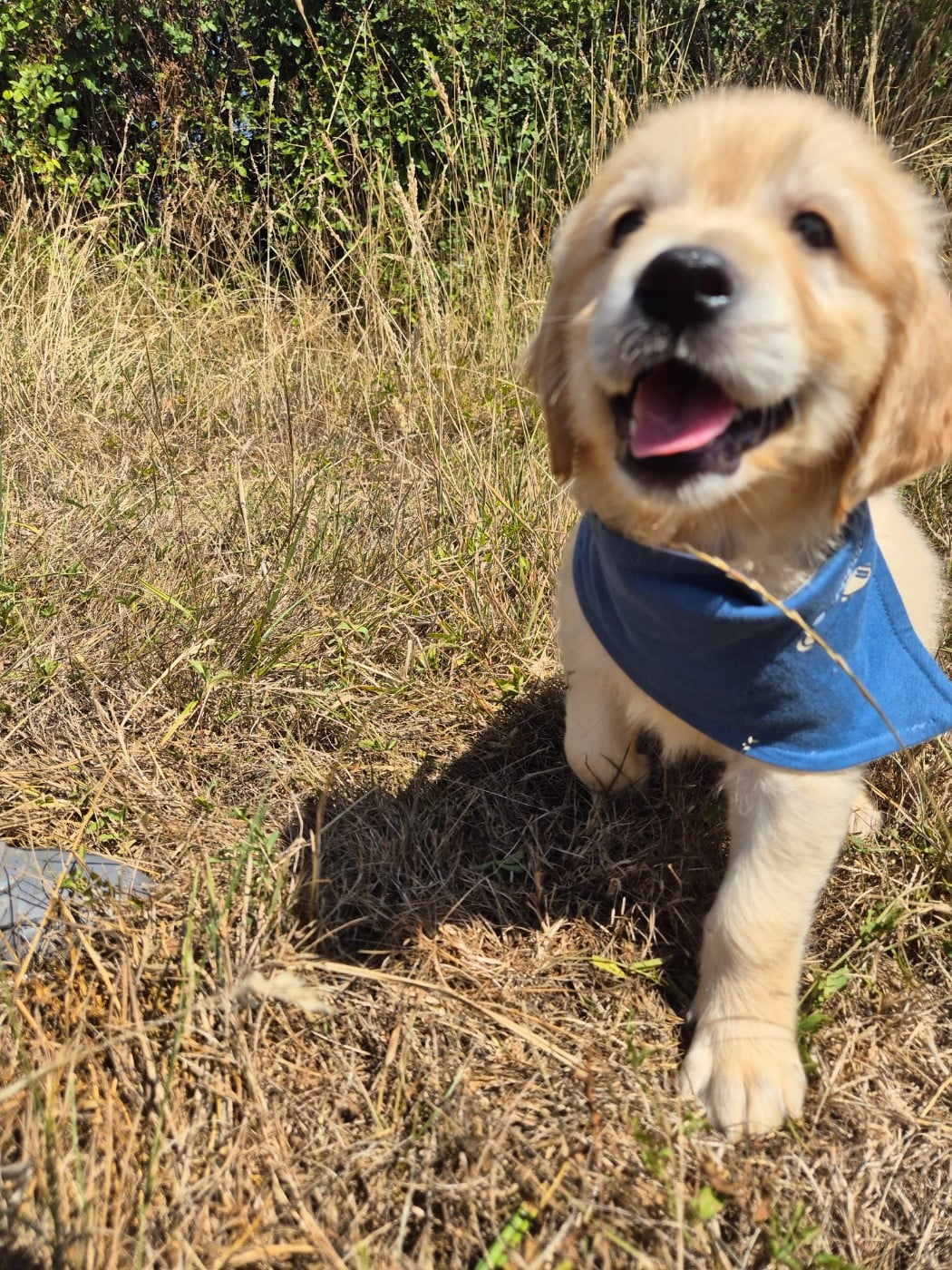 Golden Retriever - du Domaine de Demeter