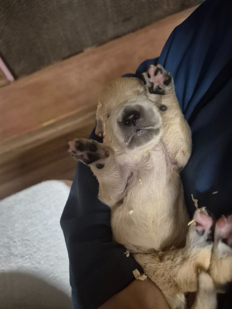 Parents entierement Testé - Golden Retriever