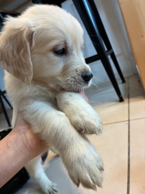 Les chiots de Golden Retriever