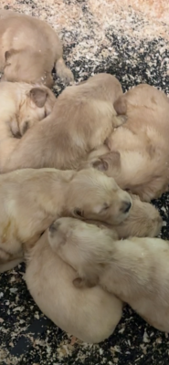 Les chiots de Golden Retriever