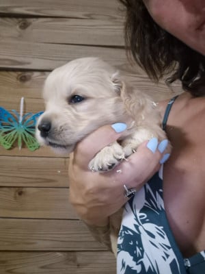 Les chiots de Golden Retriever