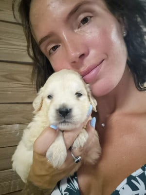 Les chiots de Golden Retriever