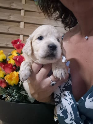 Les chiots de Golden Retriever