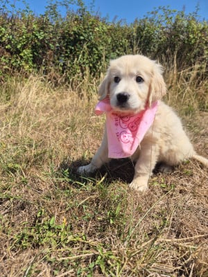 Les chiots de Golden Retriever