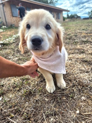 Les chiots de Golden Retriever