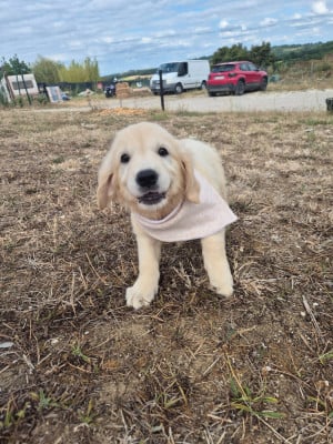 Les chiots de Golden Retriever