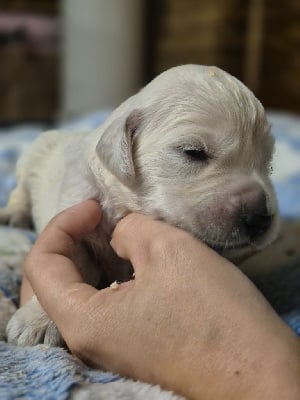 Les chiots de Golden Retriever