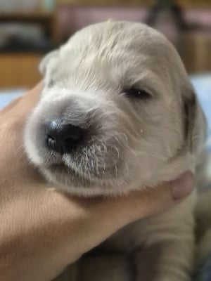Les chiots de Golden Retriever