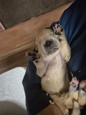 Les chiots de Golden Retriever