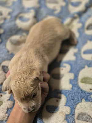 Les chiots de Golden Retriever