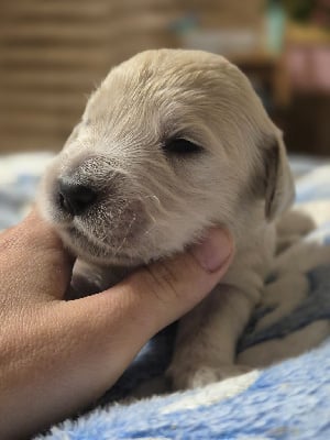Les chiots de Golden Retriever