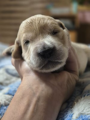 Les chiots de Golden Retriever