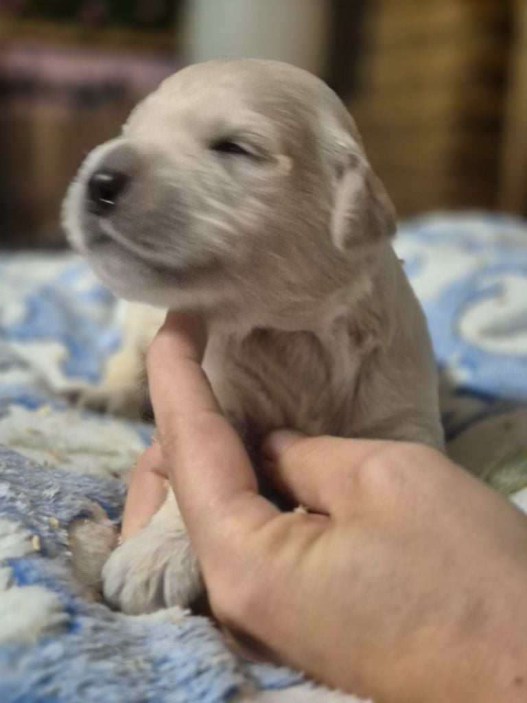 Parents entierement Testé - Golden Retriever