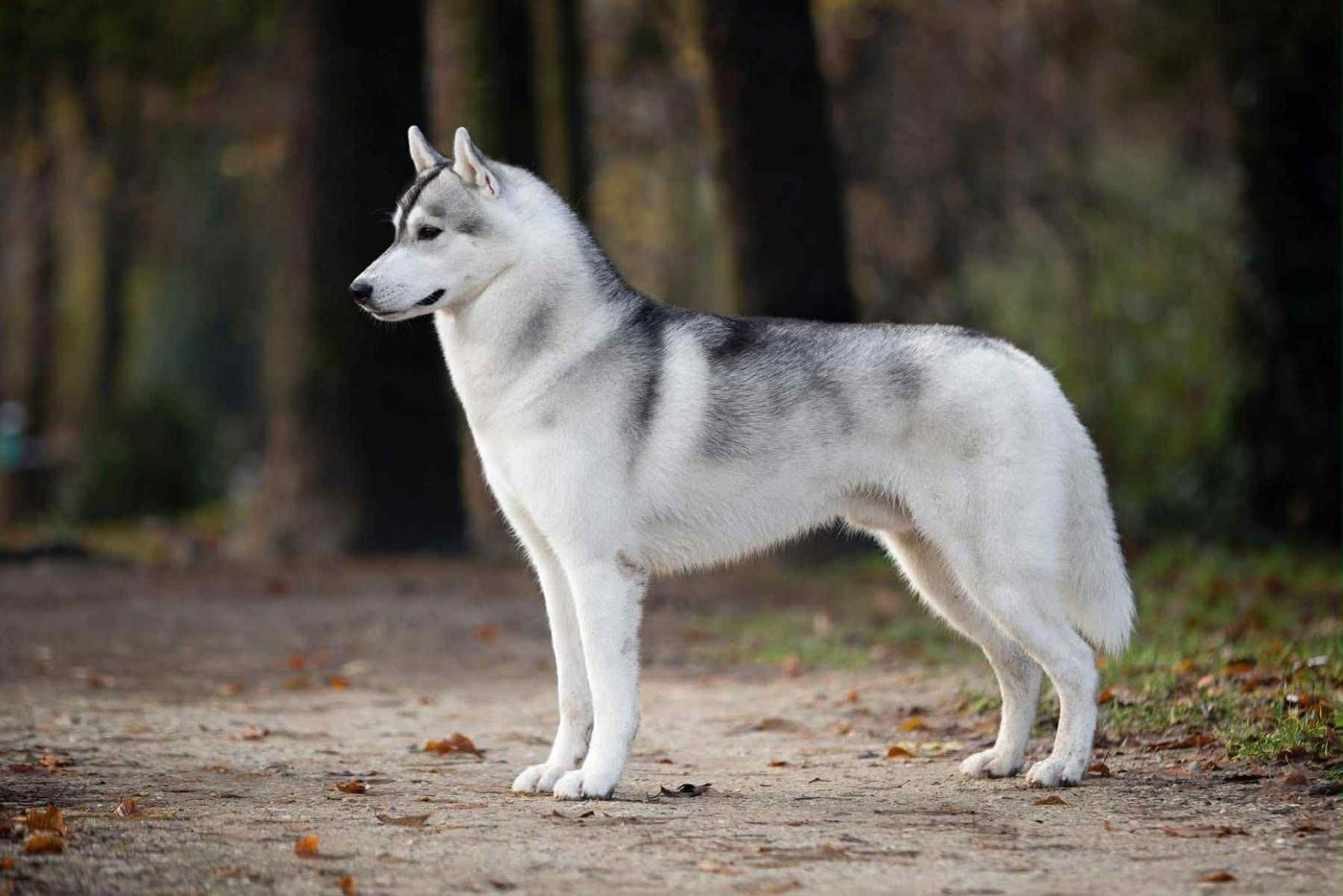 Publication : De La Contrée Des Glaces