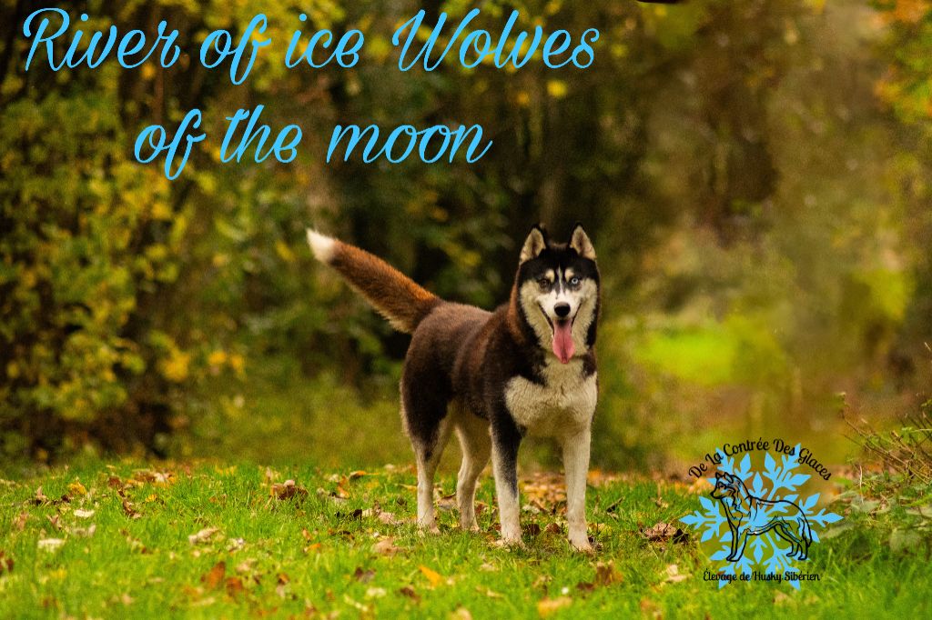 River of ice Wolves Of The Moon