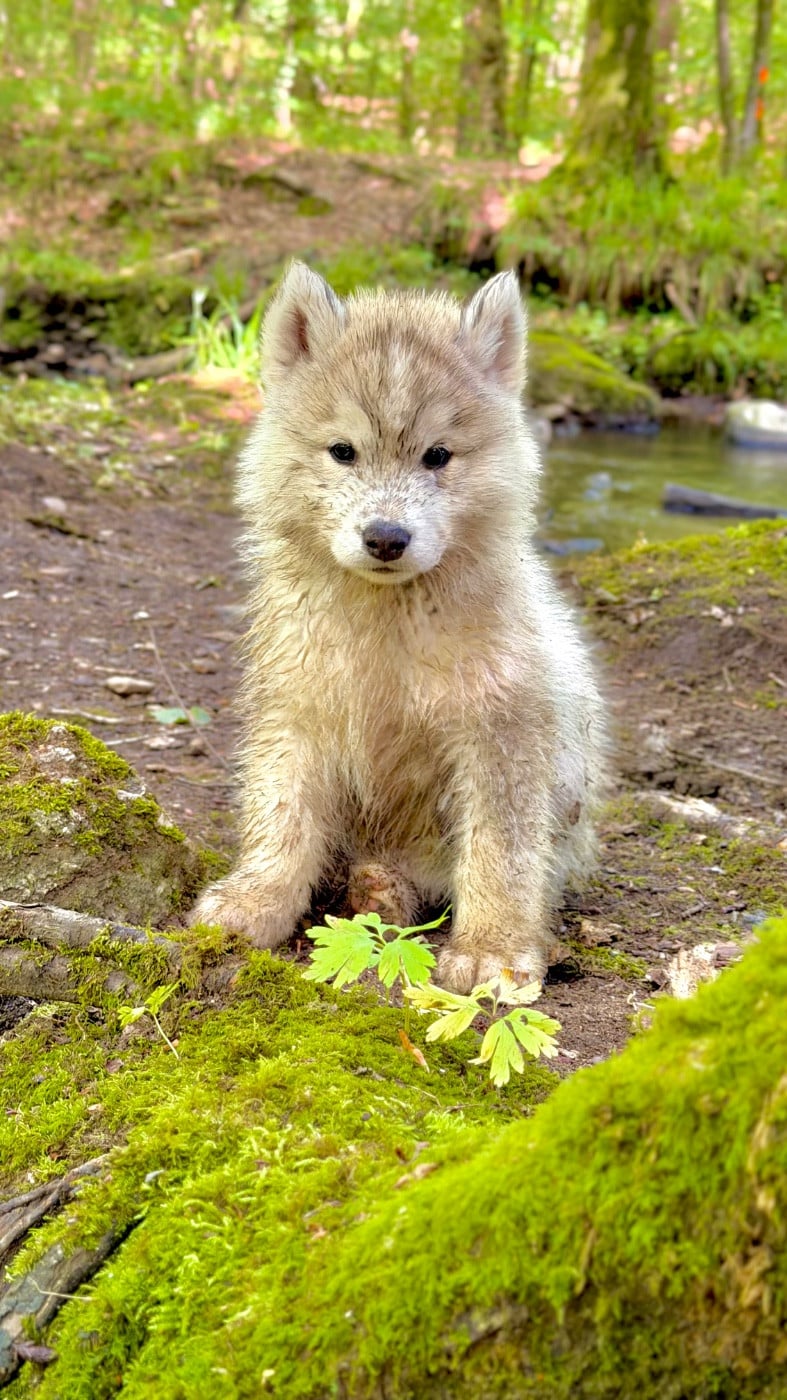 Siberian Husky - De La Contrée Des Glaces