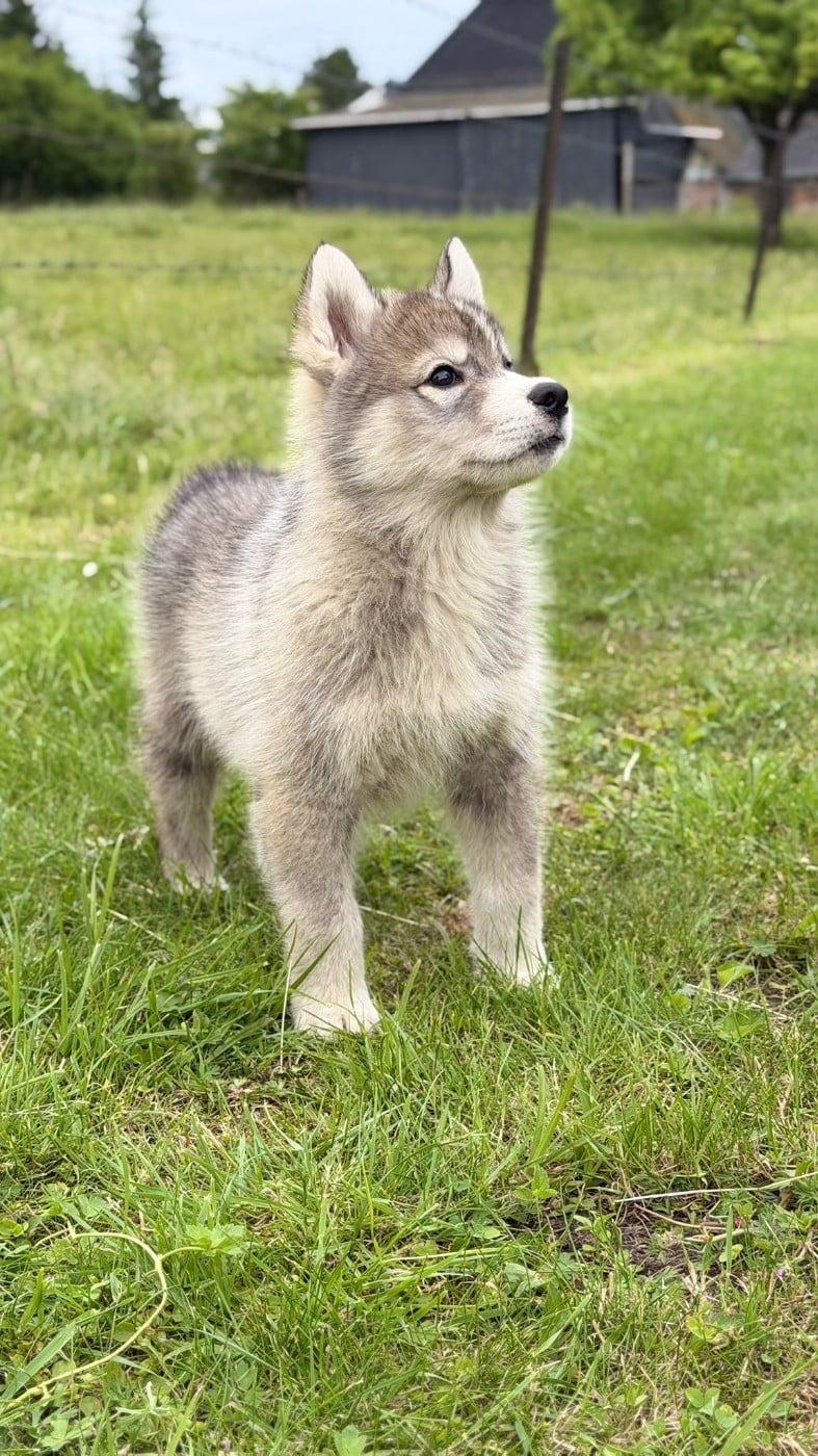 Siberian Husky - De La Contrée Des Glaces