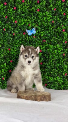 Les chiots de Siberian Husky