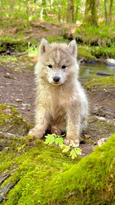 Les chiots de Siberian Husky