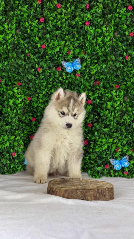 Siberian Husky - De La Contrée Des Glaces