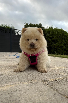 Des Leetchy D’Oska