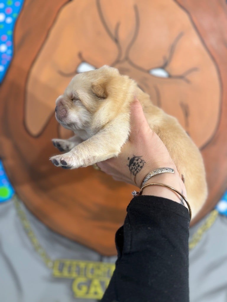 Male crème sans collier