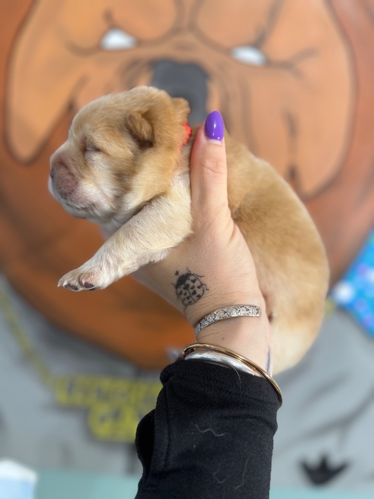 Male crème collier orange