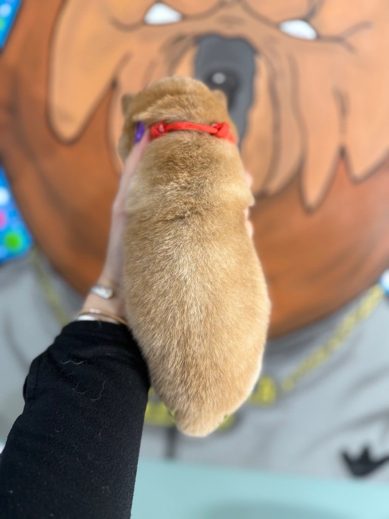 Male crème collier orange