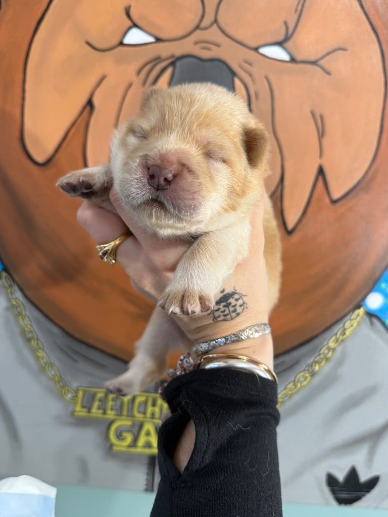 Male crème collier orange