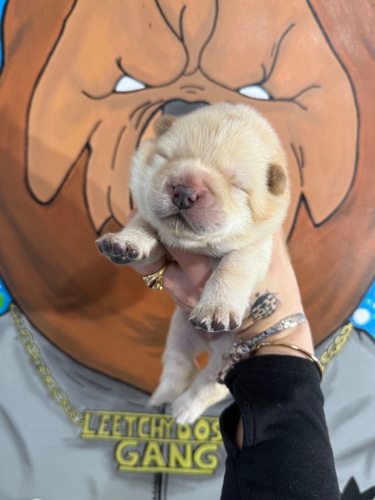 Male crème sans collier